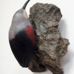 Tichodrome échelette3