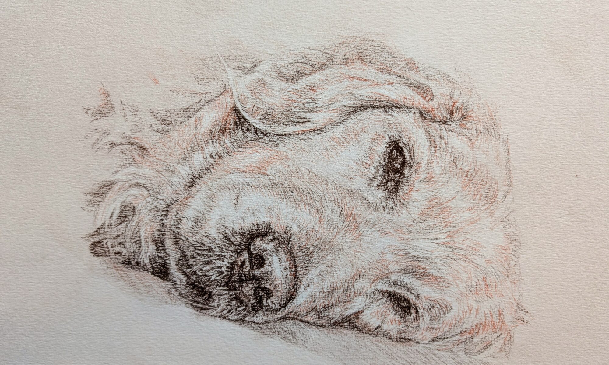 Boucher-retriever